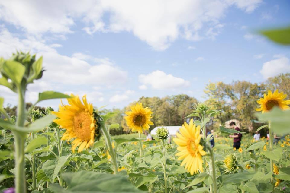 Gorman Heritage Farm