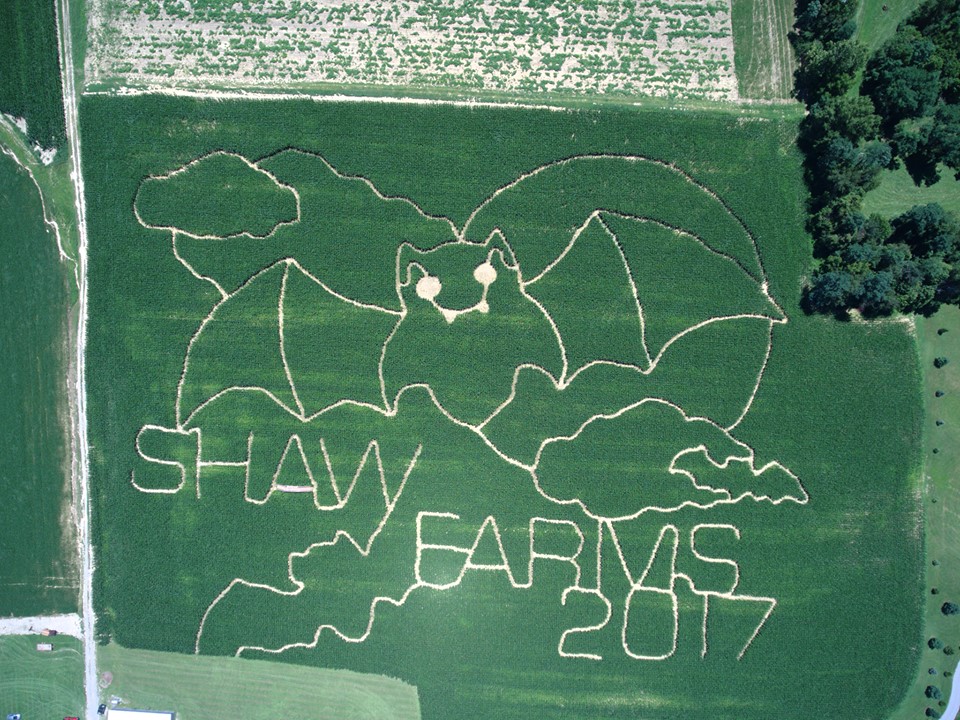 Shaw Farms Milford Corn Maze